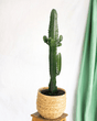 Livraison plante - Euphorbe Acrurensis - h50cm, Ø17cm - Cactus succulente d'intérieur