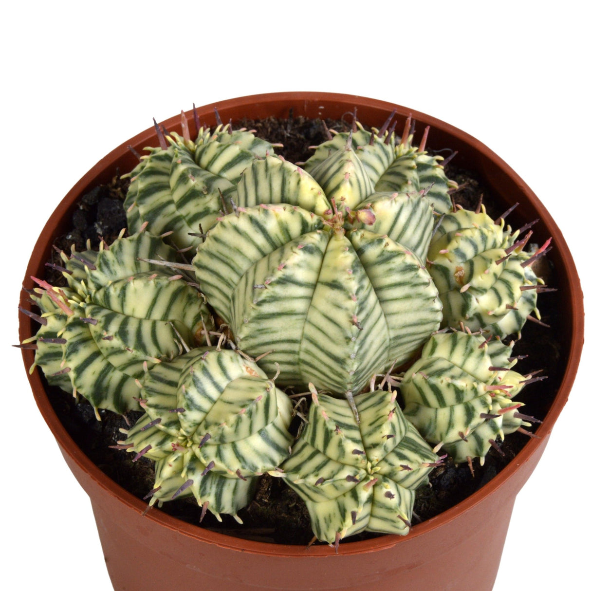 Livraison plante - Euphorbe Meloformis Variegata - h21cm, Ø10,5cm - cactus plante grasse