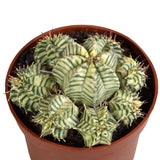Livraison plante - Euphorbe Meloformis Variegata - h21cm, Ø10,5cm - cactus plante grasse