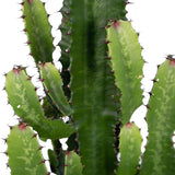 Livraison plante - Euphorbia Acrurensis - h80cm, Ø24cm - grande plante d'intérieur