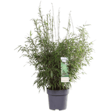 Livraison plante - Fargesia rufa - ↨80cm - Ø29 - plante de haie