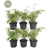 Livraison plante - Fargesia Rufa lot de 24 bambou - Ø13 cm - ↕25 cm - plante d'extérieur