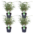 Livraison plante - Fargesia ruga - lot de 4 - ↨40cm - Ø14 - plante d'extérieur