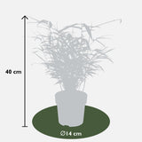 Livraison plante - Fargesia ruga - lot de 4 - ↨40cm - Ø14 - plante d'extérieur