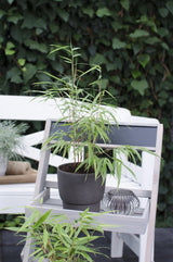 Livraison plante - Fargesia scabrida 'Asian Wonder'