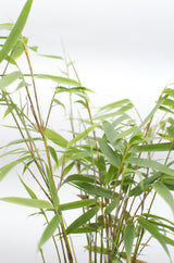 Livraison plante - Fargesia scabrida 'Asian Wonder'