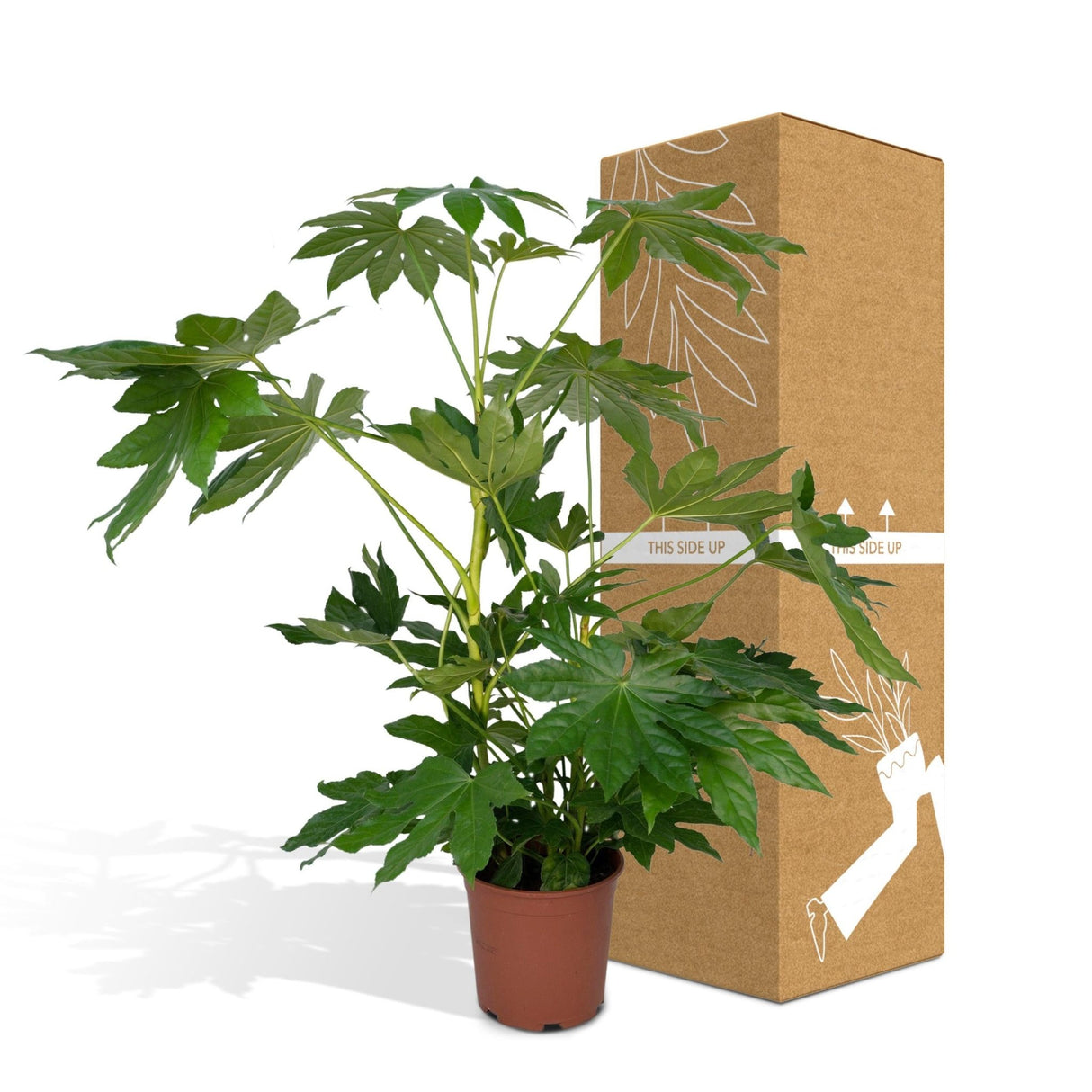 Livraison plante - Fatsia japonica vert - h85cm, Ø21cm - grande plante d'intérieur