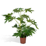 Livraison plante - Fatsia japonica vert - h85cm, Ø21cm - grande plante d'intérieur