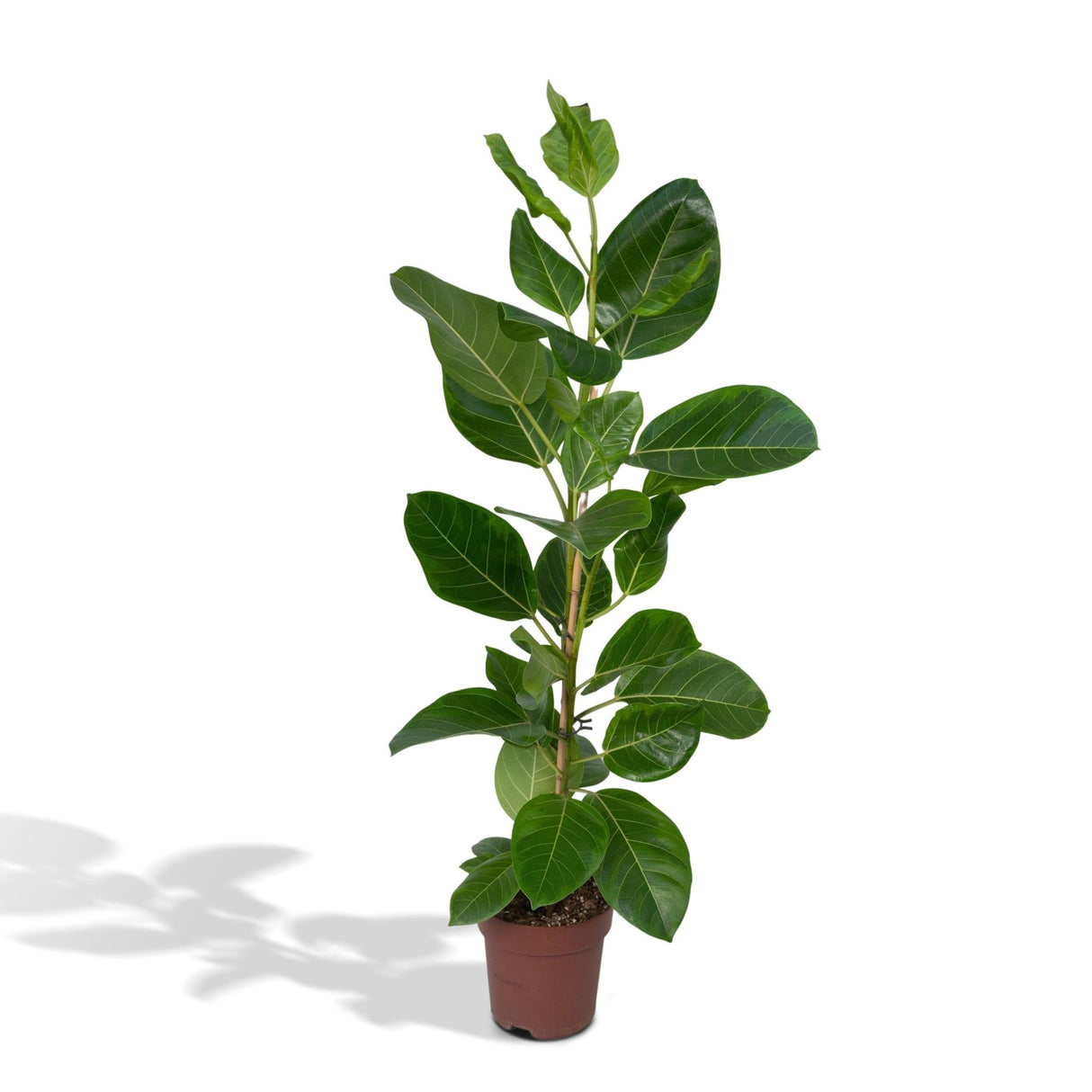 Livraison plante - Ficus Altissima - h85cm, Ø21cm - grande plante d'intérieur