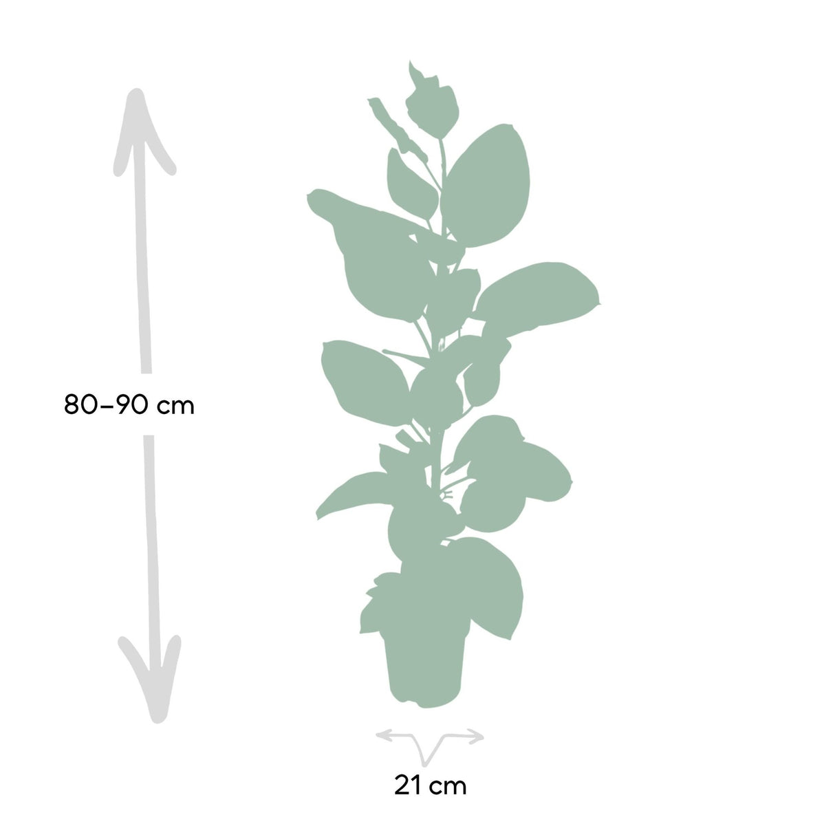 Livraison plante - Ficus Altissima - h85cm, Ø21cm - grande plante d'intérieur