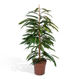 Livraison plante - Ficus Amstel King - h100cm, Ø21cm - très grande plante d'intérieur