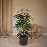 Livraison plante - Ficus Amstel King - h100cm, Ø21cm - très grande plante d'intérieur