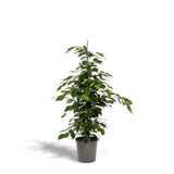 Livraison plante - Ficus benjamina - h95cm, Ø21cm - grande plante d'intérieur