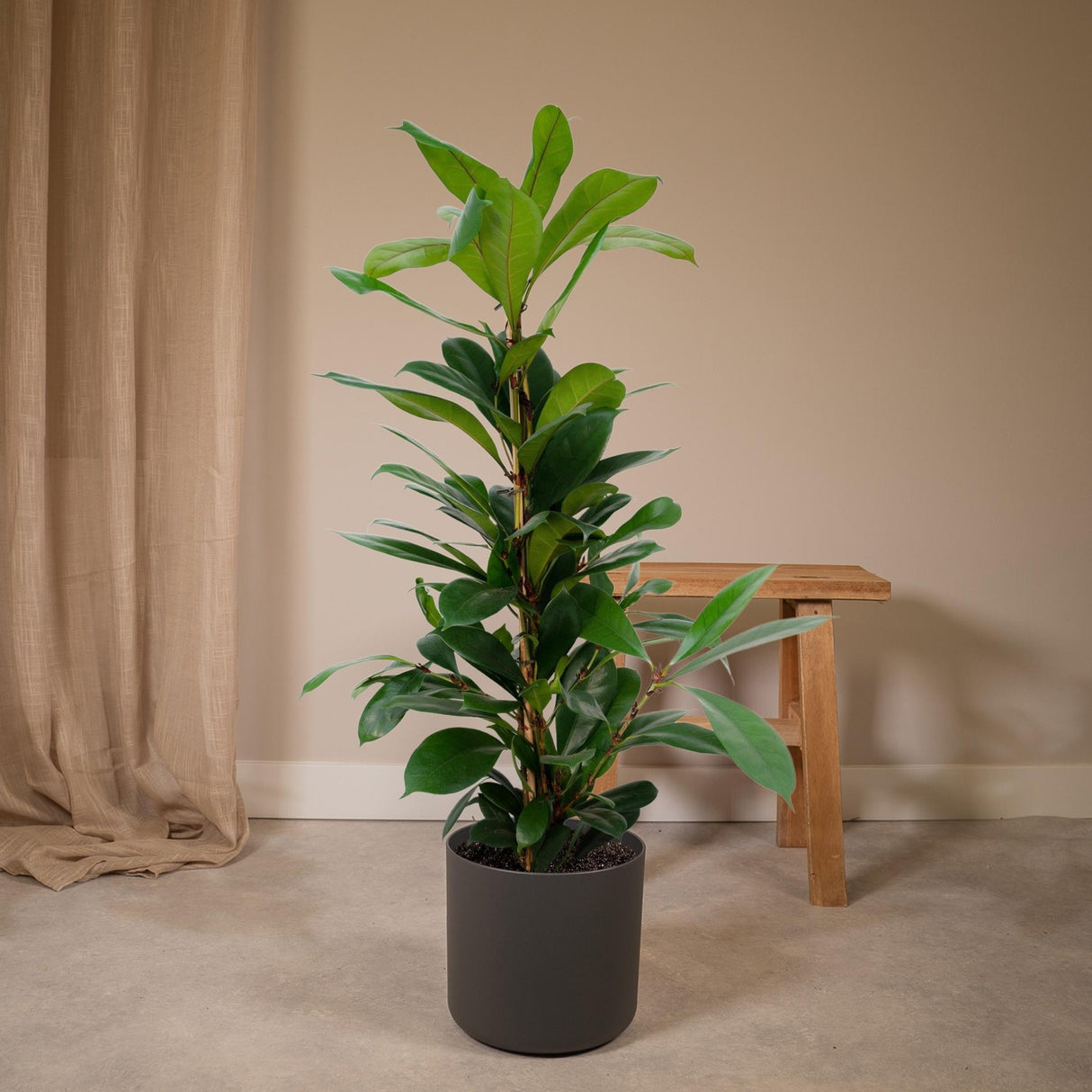 Livraison plante - Ficus Cyathistipula - h80cm, Ø21cm - grande plante d'intérieur