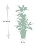Livraison plante - Ficus Cyathistipula - h80cm, Ø21cm - grande plante d'intérieur