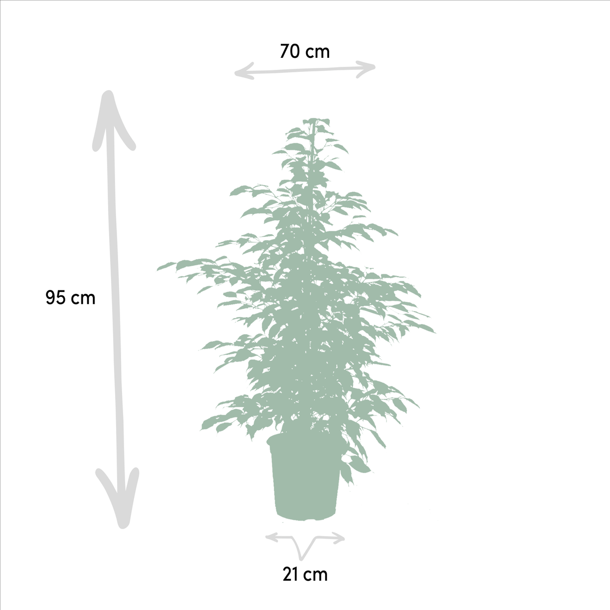 Livraison plante - Ficus - Lot de trois plantes - h95cm, Ø21cm - grandes plantes d'intérieur