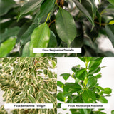 Livraison plante - Ficus - Lot de trois plantes - h95cm, Ø21cm - grandes plantes d'intérieur