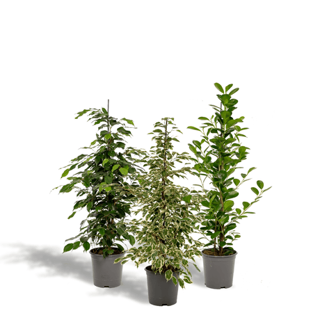 Livraison plante - Ficus - Lot de trois plantes - h95cm, Ø21cm - grandes plantes d'intérieur