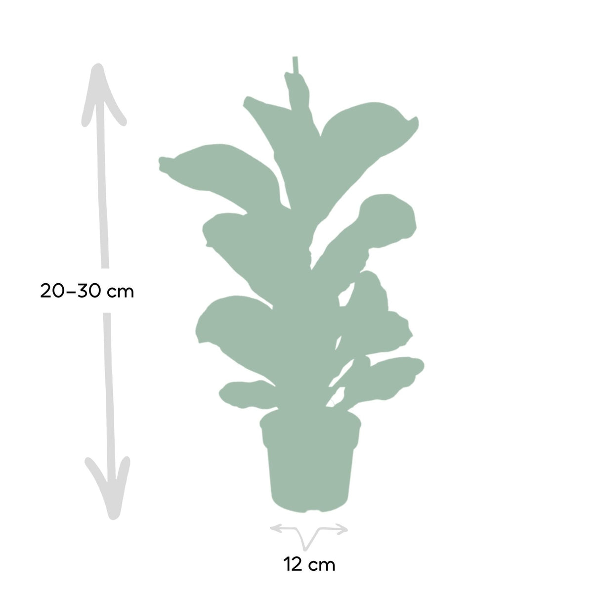 Livraison plante - Ficus lyrata bambino - h30cm, Ø12cm - plante d'intérieur