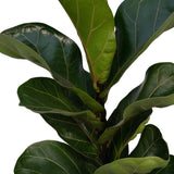 Livraison plante - Ficus lyrata bambino - h30cm, Ø12cm - plante d'intérieur