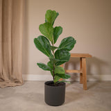 Livraison plante - Ficus Lyrata - h75cm, Ø17cm - grande plante d'intérieur