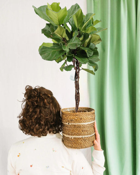 Livraison plante - Ficus Lyrata tronc tressé