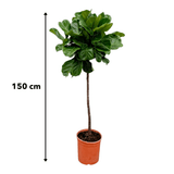 Livraison plante - Ficus Lyrata XL - h150cm, Ø30cm - très grande plante d'intérieur
