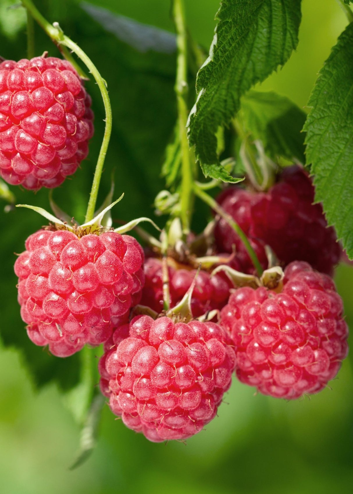 Framboisier Bio Rubus Idaeus - Plante Direct Producteur – La Green Touch