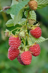 Livraison plante - Framboisier - ↨45cm - Ø13 - arbuste fruitier