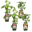 Livraison plante - Framboisier lot de 4 - ↨45cm - Ø13 - arbuste fruitier