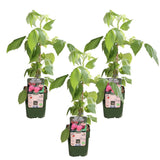 Livraison plante - Framboisier rouge lot de 3- ↨45cm - Ø13 - arbuste fruitier