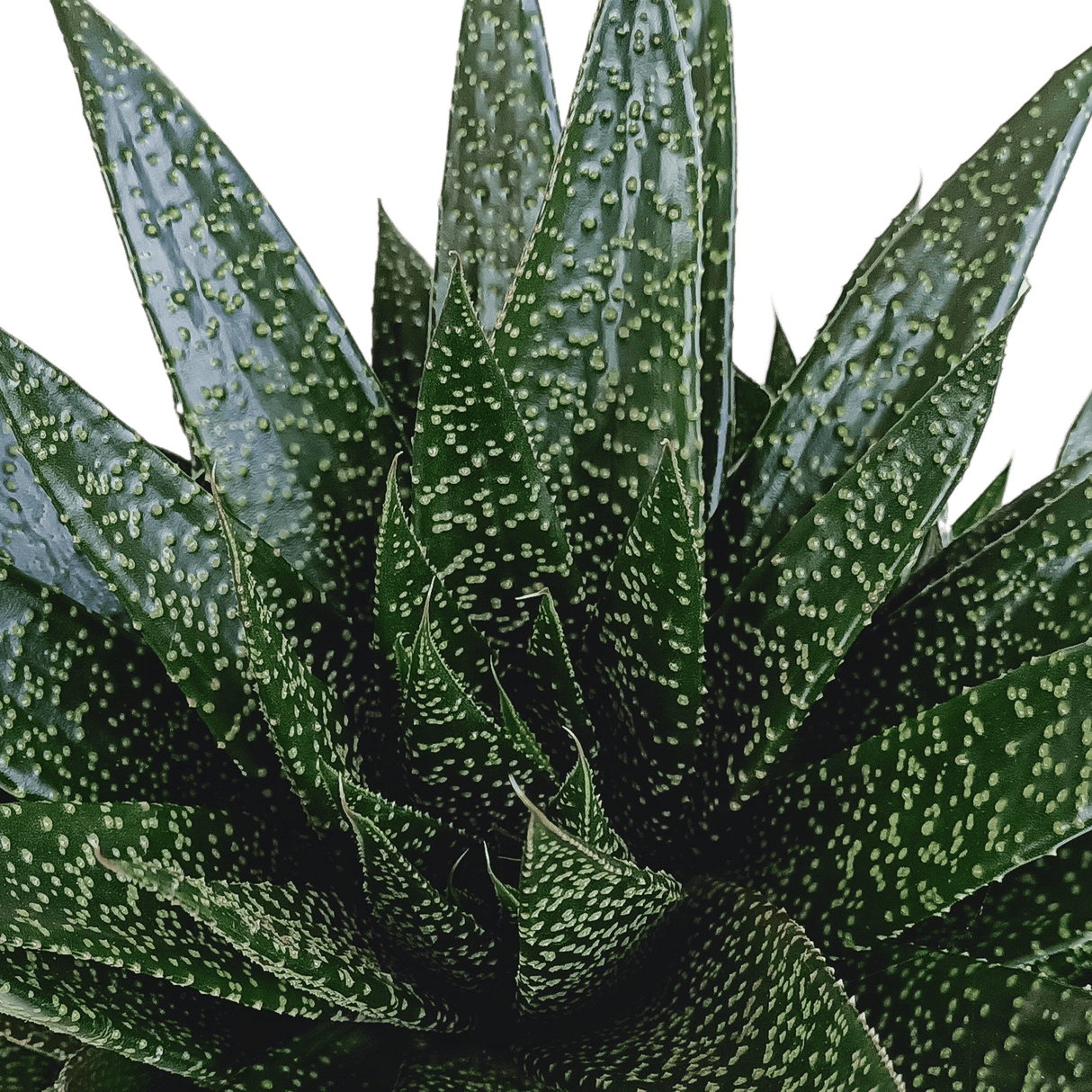 Livraison plante - Gasteria - h25, Ø17cm - plantes d'intérieur facile d'entretien