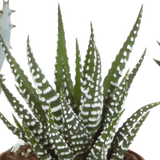 Livraison plante - Gasteria, Haworthia, box de 5 plantes - h12cm, Ø5,5cm - plantes d'intérieur