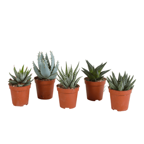 Livraison plante - Gasteria, Haworthia, box de 5 plantes - h12cm, Ø5,5cm - plantes d'intérieur