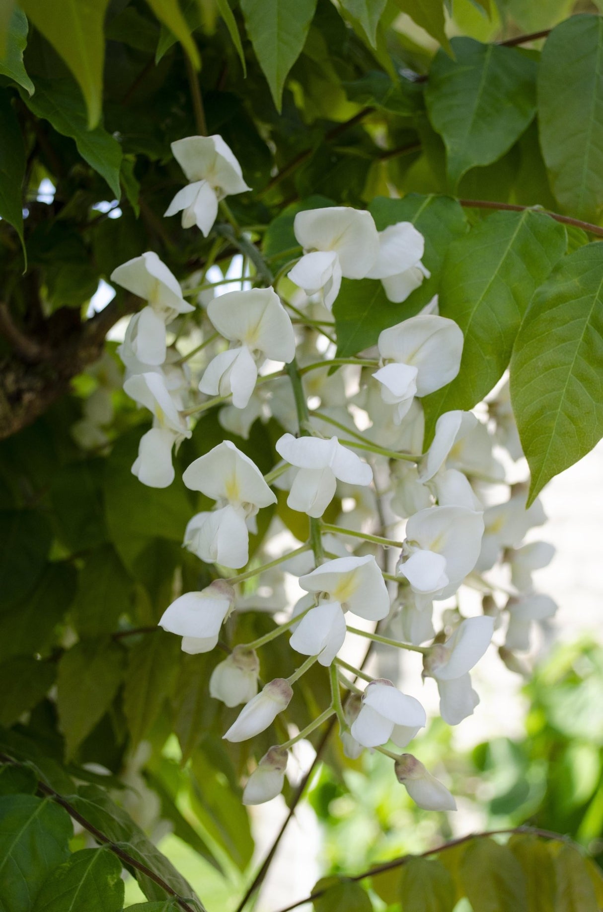 Livraison plante - Glycine blanc - lot de 2 - ↨65cm - Ø15 - plante grimpante extérieur