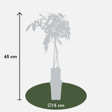 Livraison plante - Glycine bleu - lot de 2 - ↨65cm - Ø15 - plante d'extérieur grimpante