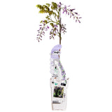 Livraison plante - Glycine Wisteria sinensis 'Caroline'