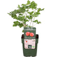 Livraison plante - Groseille rouge - ↨45cm - Ø13 - arbre fruitier