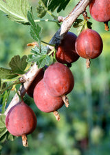 Livraison plante - Grosseillier - ↨45cm - Ø13 - arbuste fruitier
