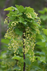 Livraison plante - Grosseillier noir - ↨45cm - Ø13 - arbuste fruitier