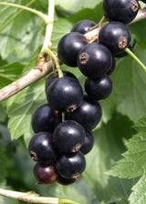 Livraison plante - Grosseillier noir - ↨45cm - Ø13 - arbuste fruitier