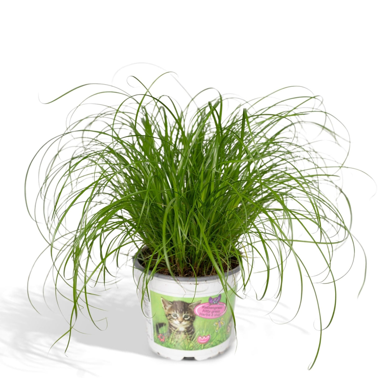 Livraison plante - Herbe à chat - Cyperus Alternifolius