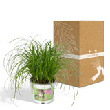 Livraison plante - Herbe à chat - Cyperus Alternifolius