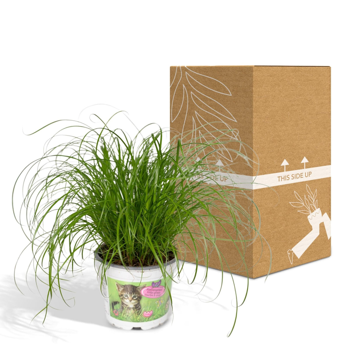 Achetez l'Herbe à Chat - Plante stimulante pour votre félin – La Green Touch