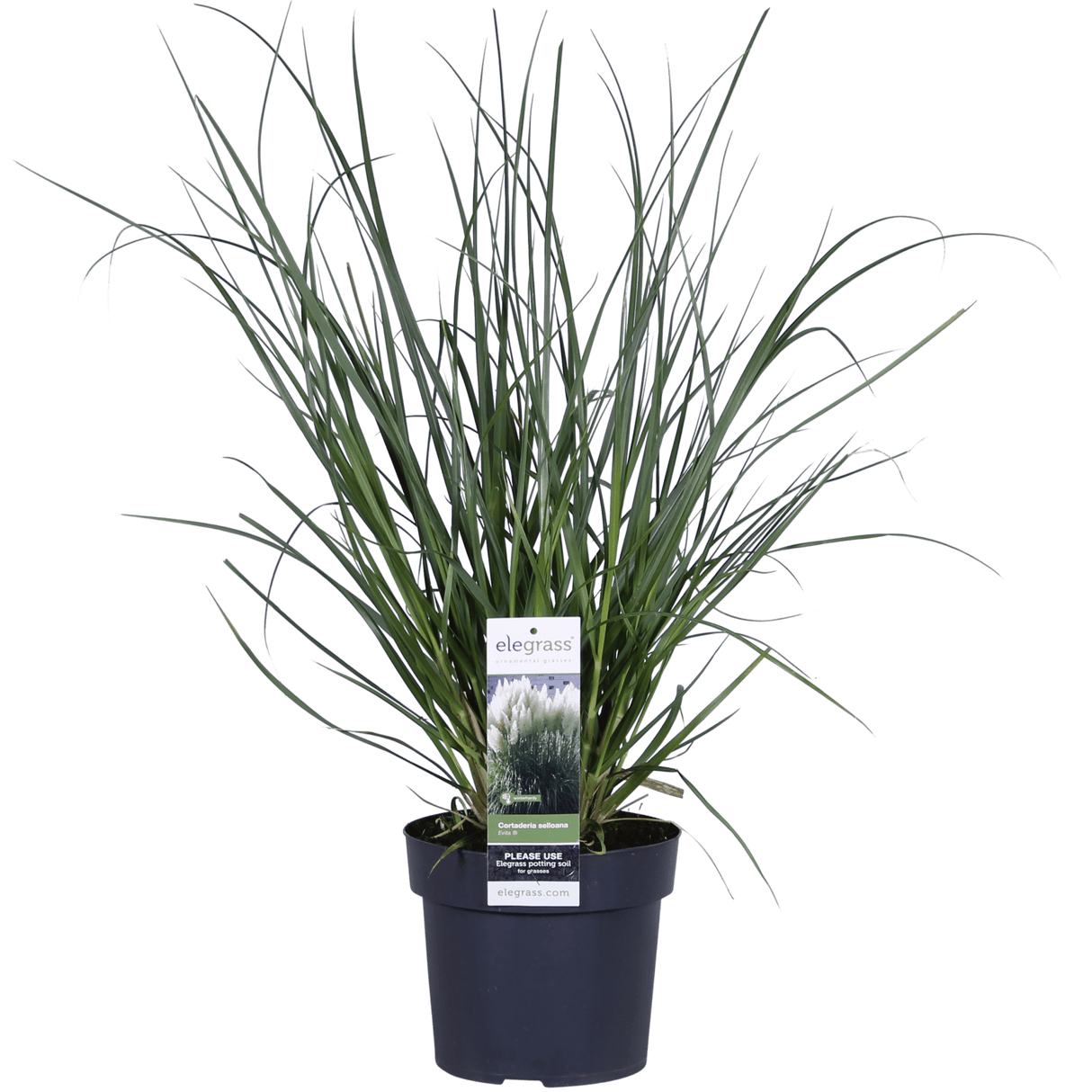 Livraison plante - Herbe de pampa - ↨60cm - Ø19 - arbuste
