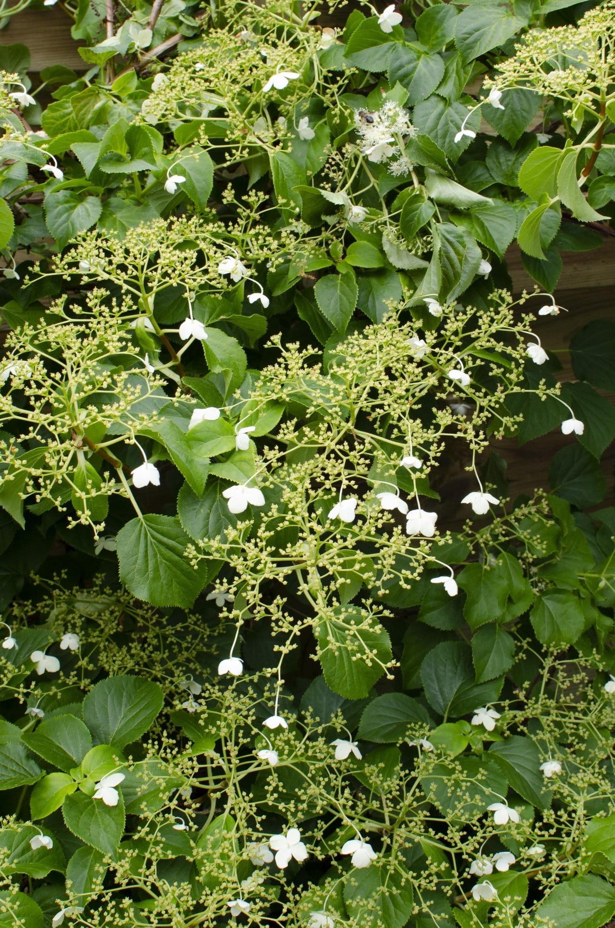 Livraison plante - Hortensia grimpant - ↨65 cm - Ø15 - plante d'extérieur fleurie et grimpante