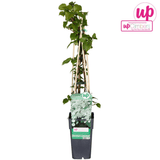 Livraison plante - Hortensia grimpant - ↨65 cm - Ø15 - plante d'extérieur fleurie et grimpante