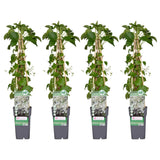 Livraison plante - Hortensia grimpant - lot de 4 - ↨65cm - Ø15 - plante d'extérieur