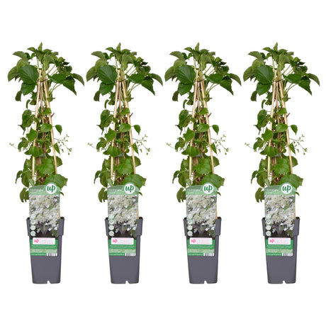 Livraison plante - Hortensia grimpant - lot de 4 - ↨65cm - Ø15 - plante d'extérieur