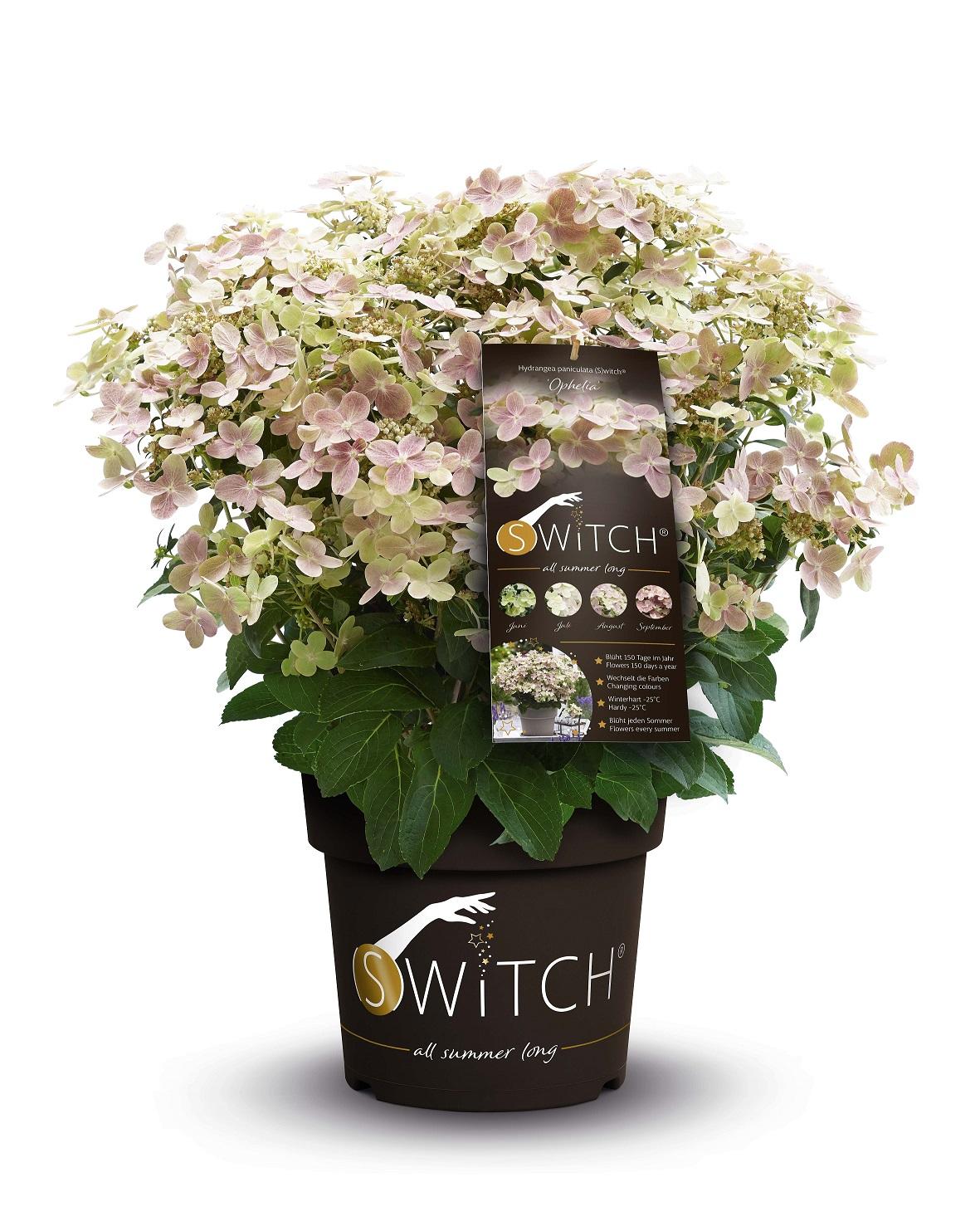 Livraison plante - Hortensia Pan. '(S) Witch Ophelia'® - ↨25cm - Ø19cm - plante d'extérieur fleurie